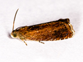 Grapholita tenebrana